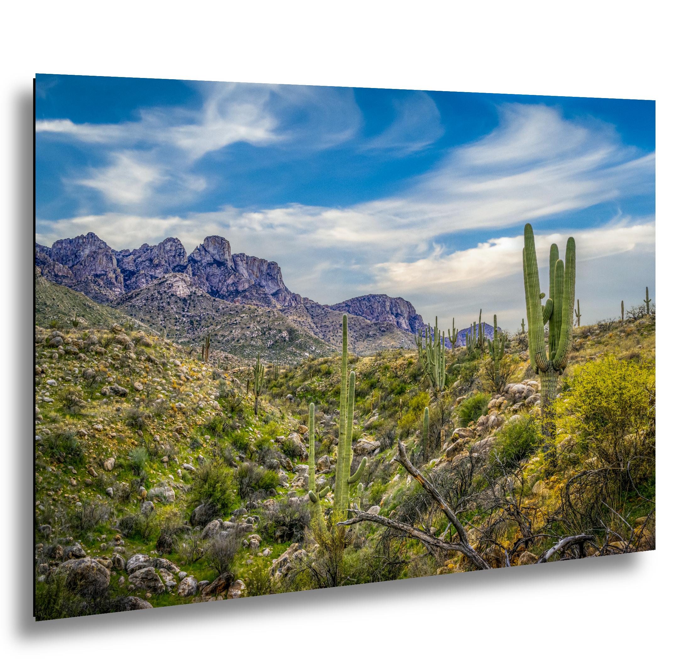 Sonoran Desert Valley with Saguaros and Mountains - Catalina State Park Tucson Arizona Photography Print