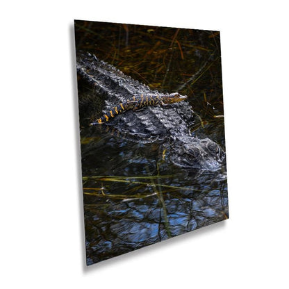 Baby Crock, doo, doo, doo, doo: American Alligator Everglades National Park Florida Print Wall Art Photography Aluminum/Acrylic/Metal/Canvas