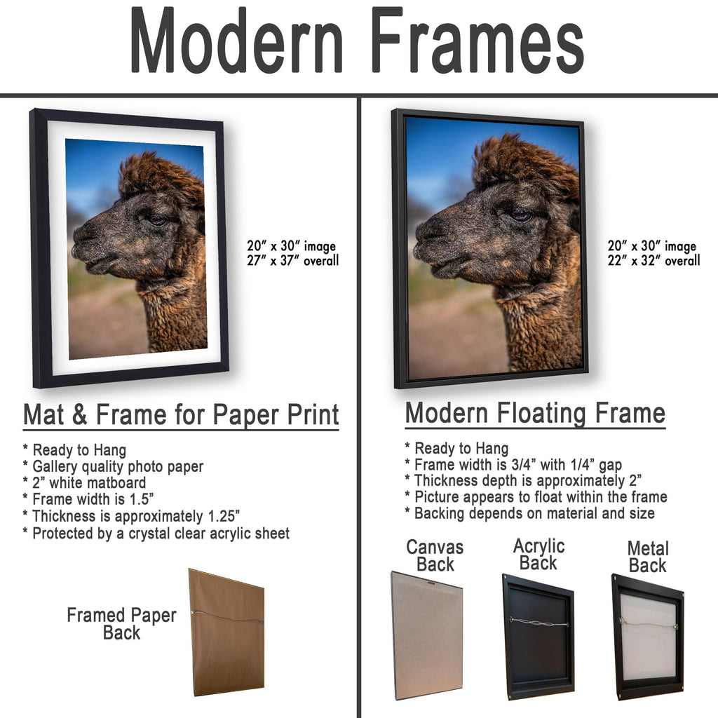 Brown Alpaca Portrait, Tucson Arizona, Photography Print Wall Art