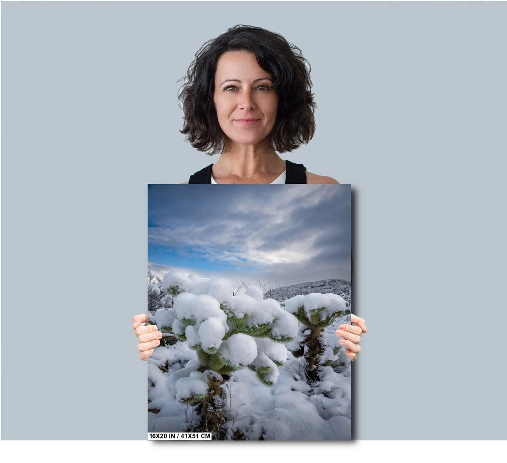 Snowy Cholla Cactus Print: Saguaro National Park Winter