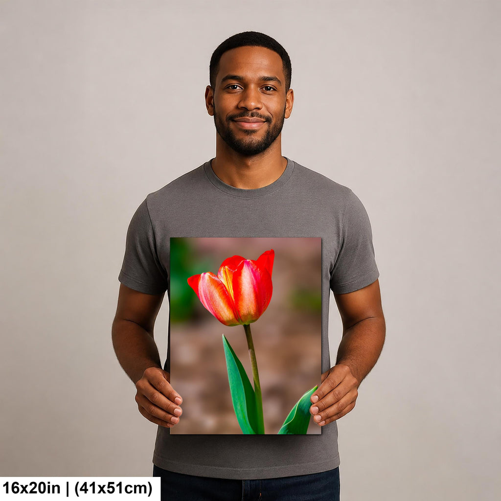 Scarlet Elegance: Red Tulip Flower Botanical Photography Wall Art