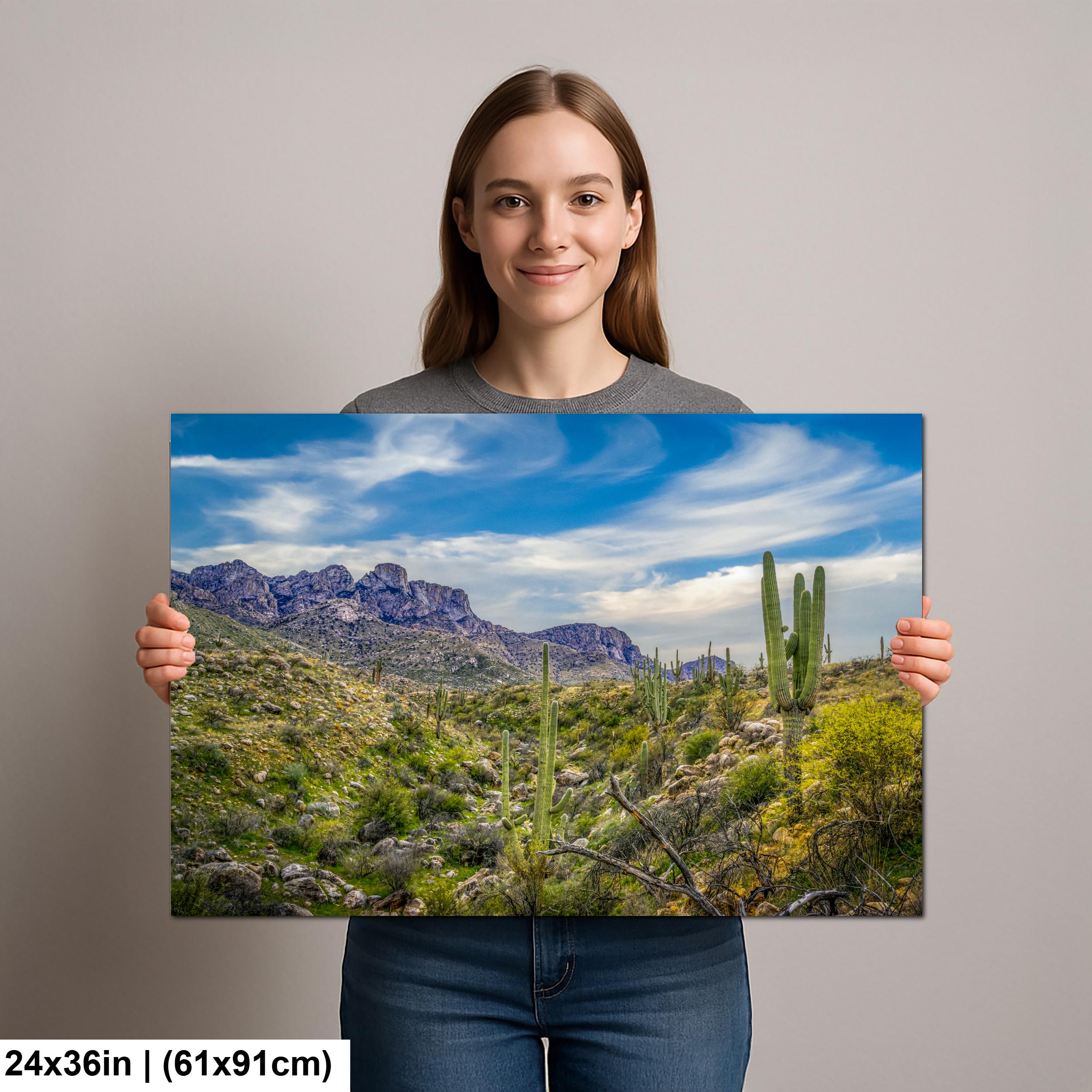 Sonoran Desert Valley with Saguaros and Mountains - Catalina State Park Tucson Arizona Photography Print
