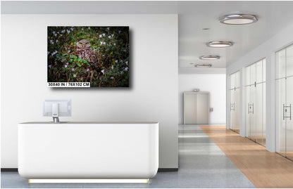 Burrowing Owl Among Flowers – Cape Coral’s Famous Little Watcher The Americas Print Wall Art Photography Aluminum/Acrylic/Metal/Canvas