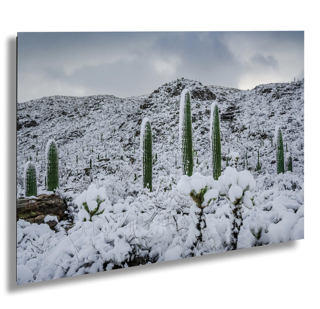 Saguaro National Park Winter Snow Photography Print: Tucson Desert Wall Art