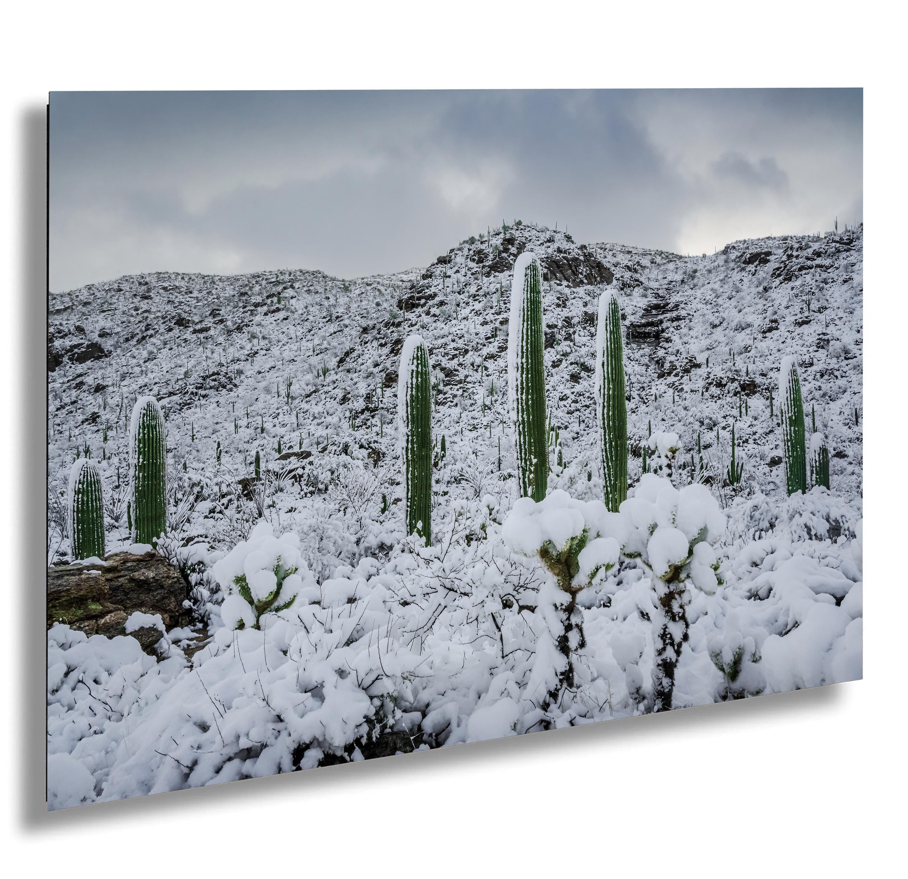 Saguaro National Park Winter Snow Photography Print: Tucson Desert Wall Art
