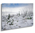 Snowy Saguaro Cactus Print: Tucson Arizona Winter Landscape