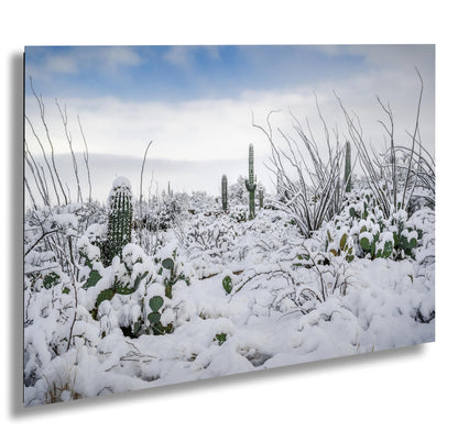Snow in Saguaro National Park – Rare Desert Snow Cactus Art Print | Canvas & Metal