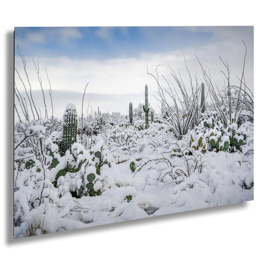 Snow in Saguaro National Park – Rare Desert Snow Cactus Art Print | Canvas & Metal