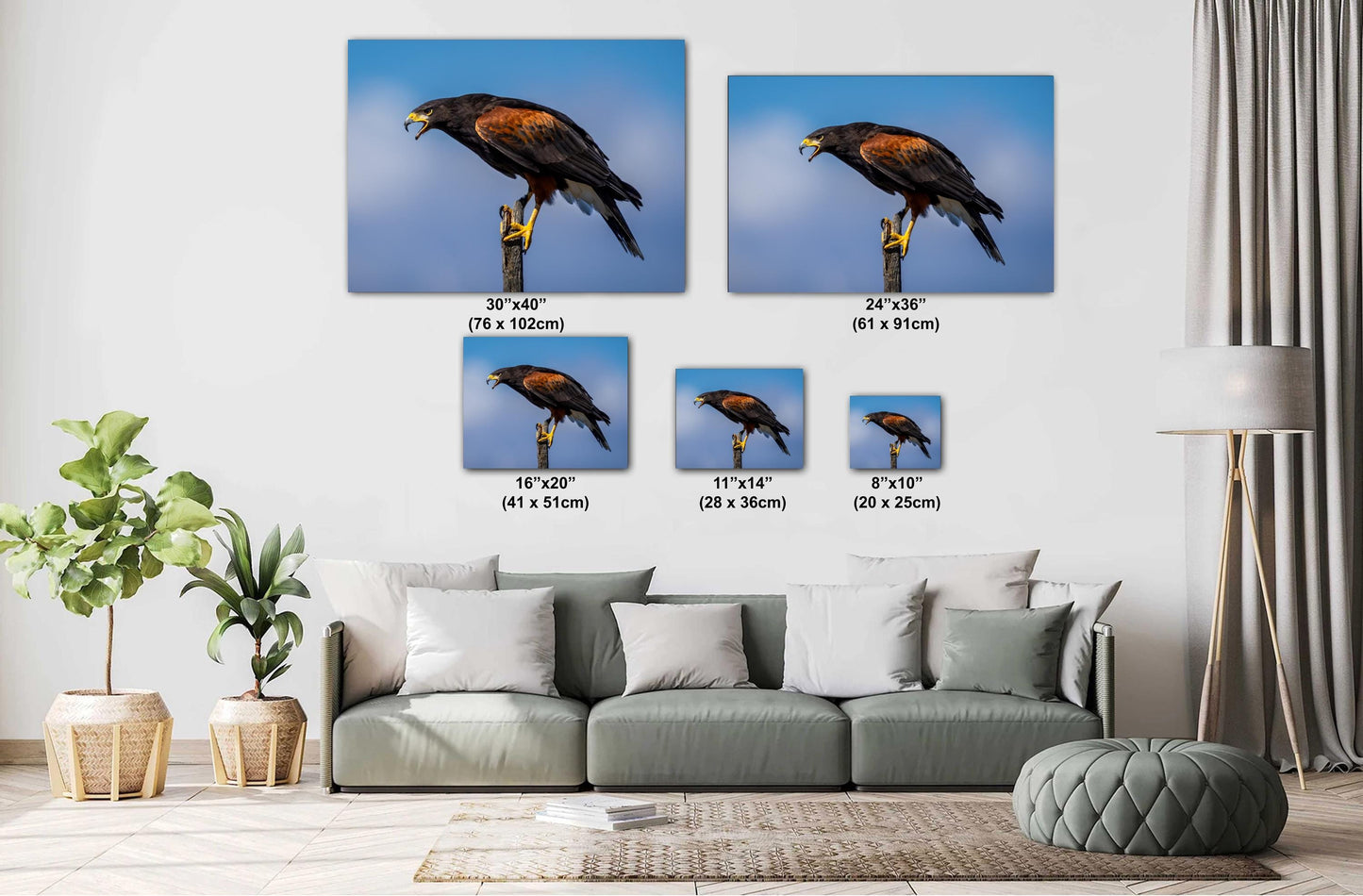 Harris's Hawk Desert Photography Print: Arizona Wildlife Art