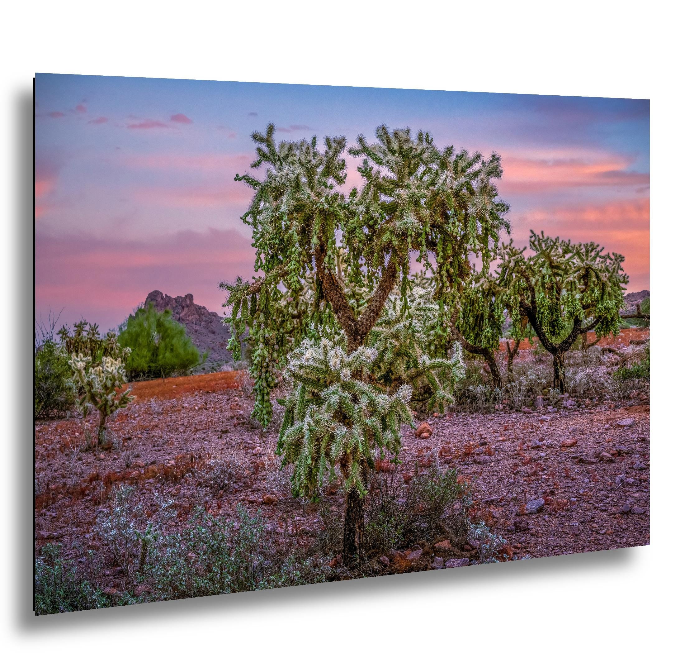 Cholla Cactus Sunset, Lost Dutchman State Park, Apache Junction Arizona Photography Wall Art