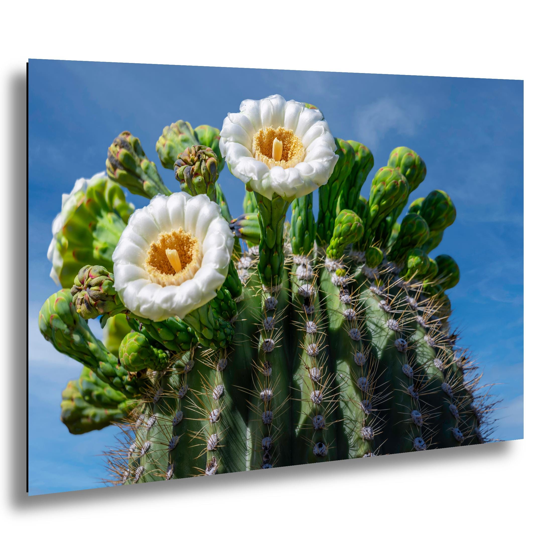 Saguaro Cactus Flower Close Up Saguaro National Park Tucson Arizona Wall Art Photography Print, Sonoran Desert Bloom Macro, Nature Decor