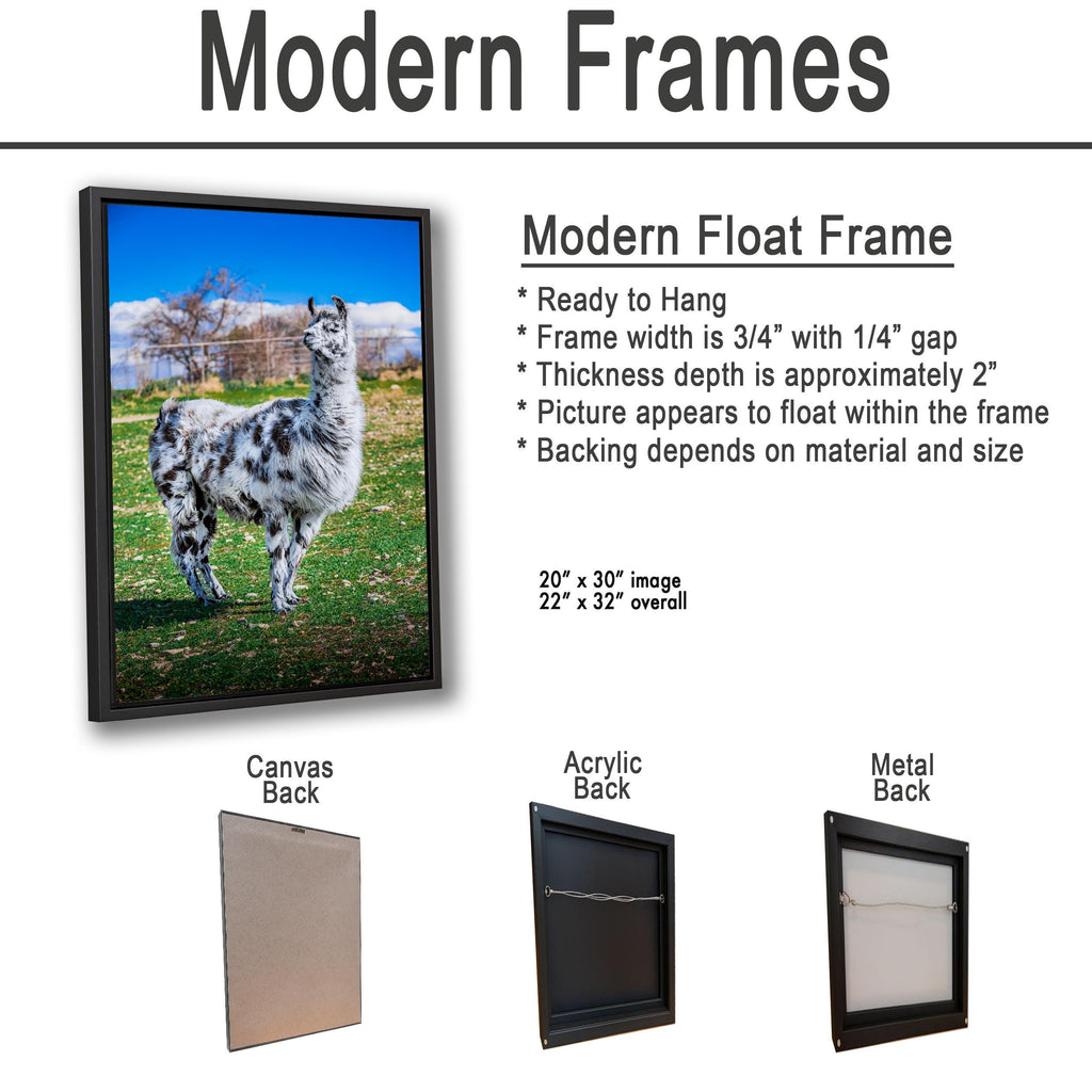 Spotted Llama in Pasture, Tucson Arizona, Photography Print Wall Art