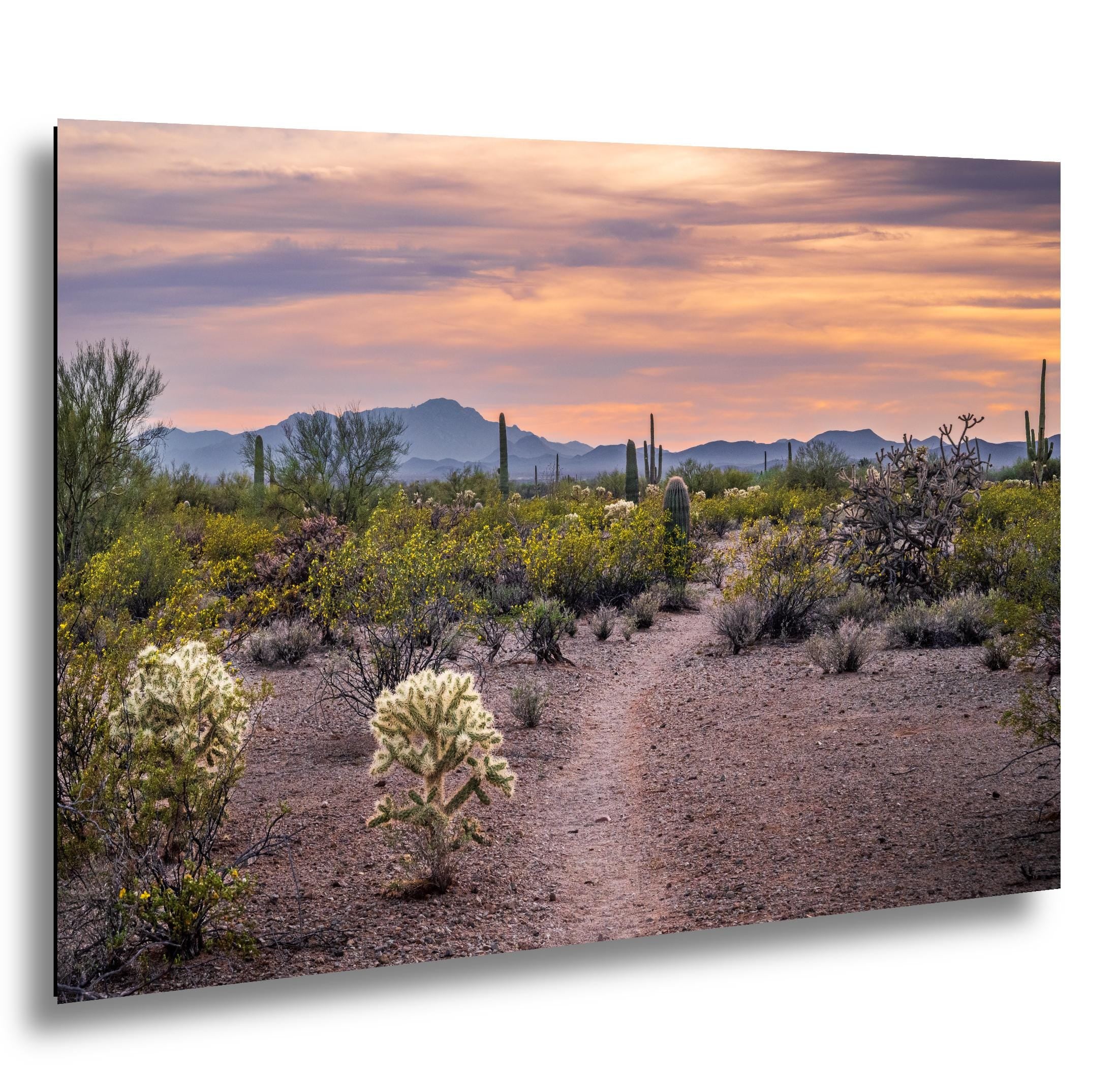 Spring Wildflowers and Saguaros at Sunset, Tucson Arizona Sonoran Desert Photography Print