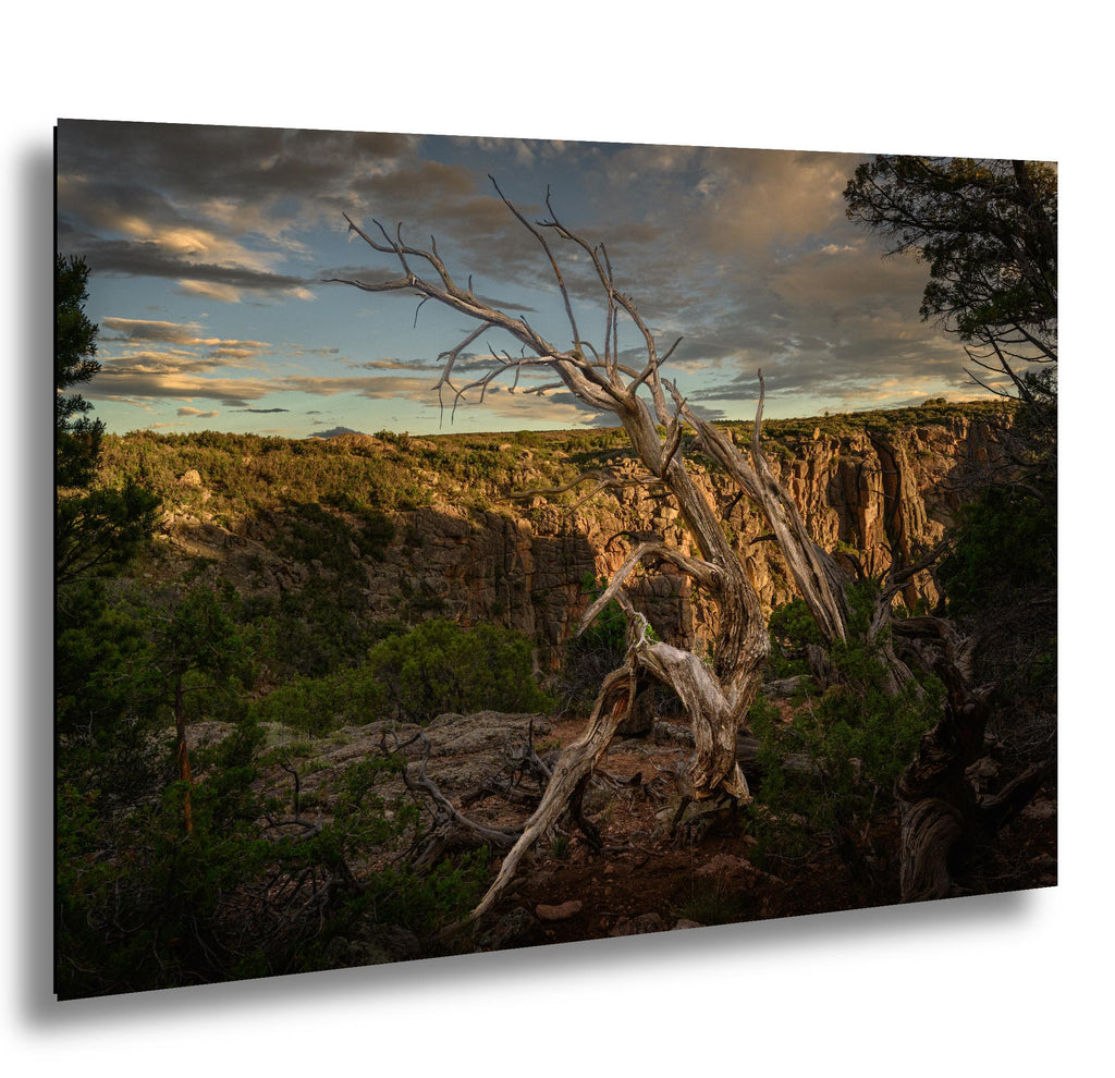 Scenic view of a canyon with a dead tree in the foreground at sunset.