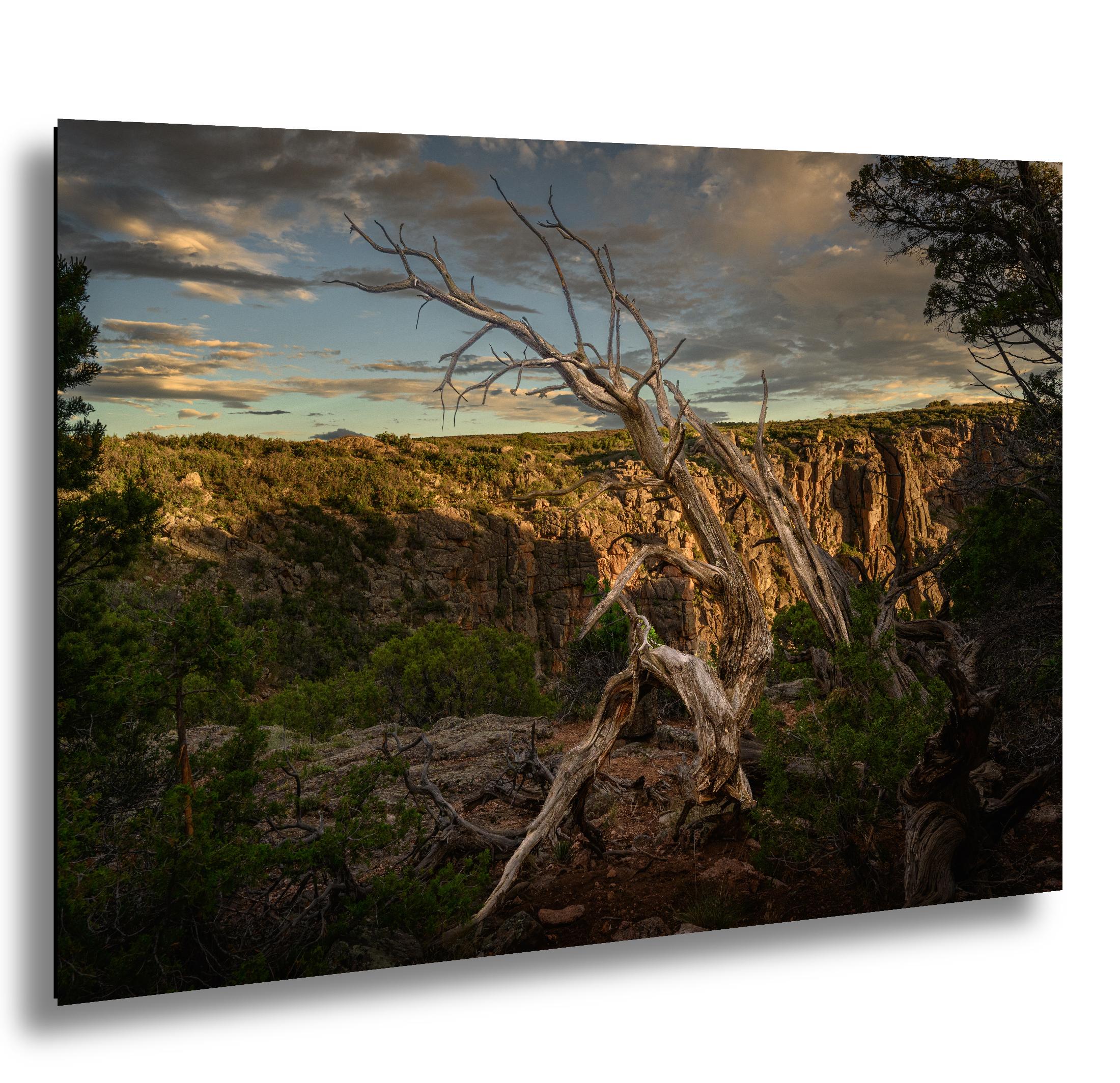 Scenic view of a canyon with a dead tree in the foreground at sunset.