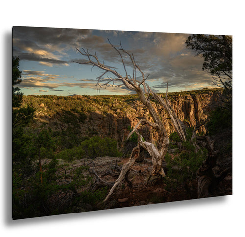 Scenic view of a canyon with a dead tree in the foreground at sunset.