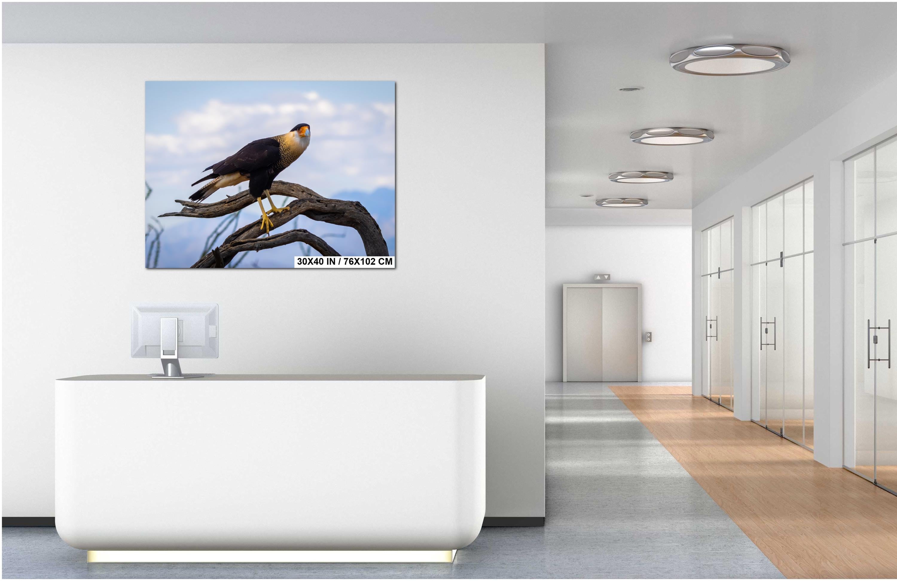 Crested Caracara Fine Art Print: Arizona Desert Wildlife Photography