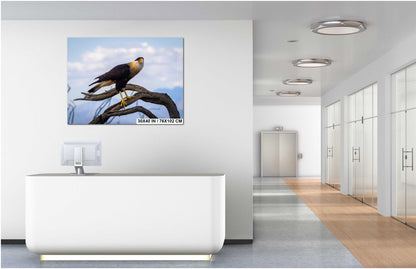 Crested Caracara Fine Art Print: Arizona Desert Wildlife Photography