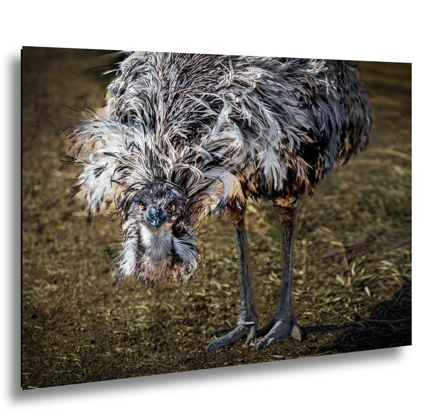 Emu Wildlife Portrait with Textured Feathers - Benson Arizona Photography Print