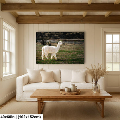 White Alpaca Walking in Pasture - South American Camelid Photography Print