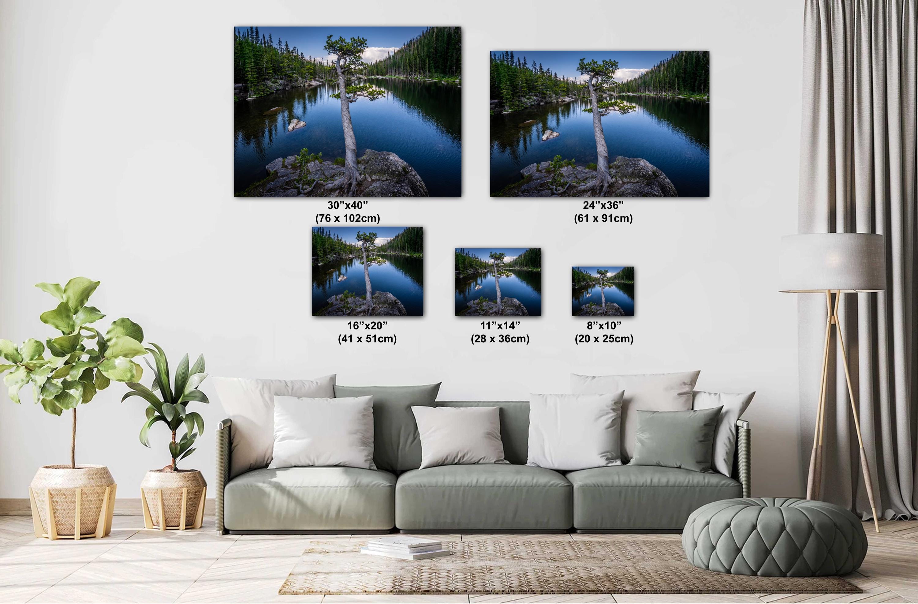 Dream Lake Twisted Tree Print: Rocky Mountain National Park Photography