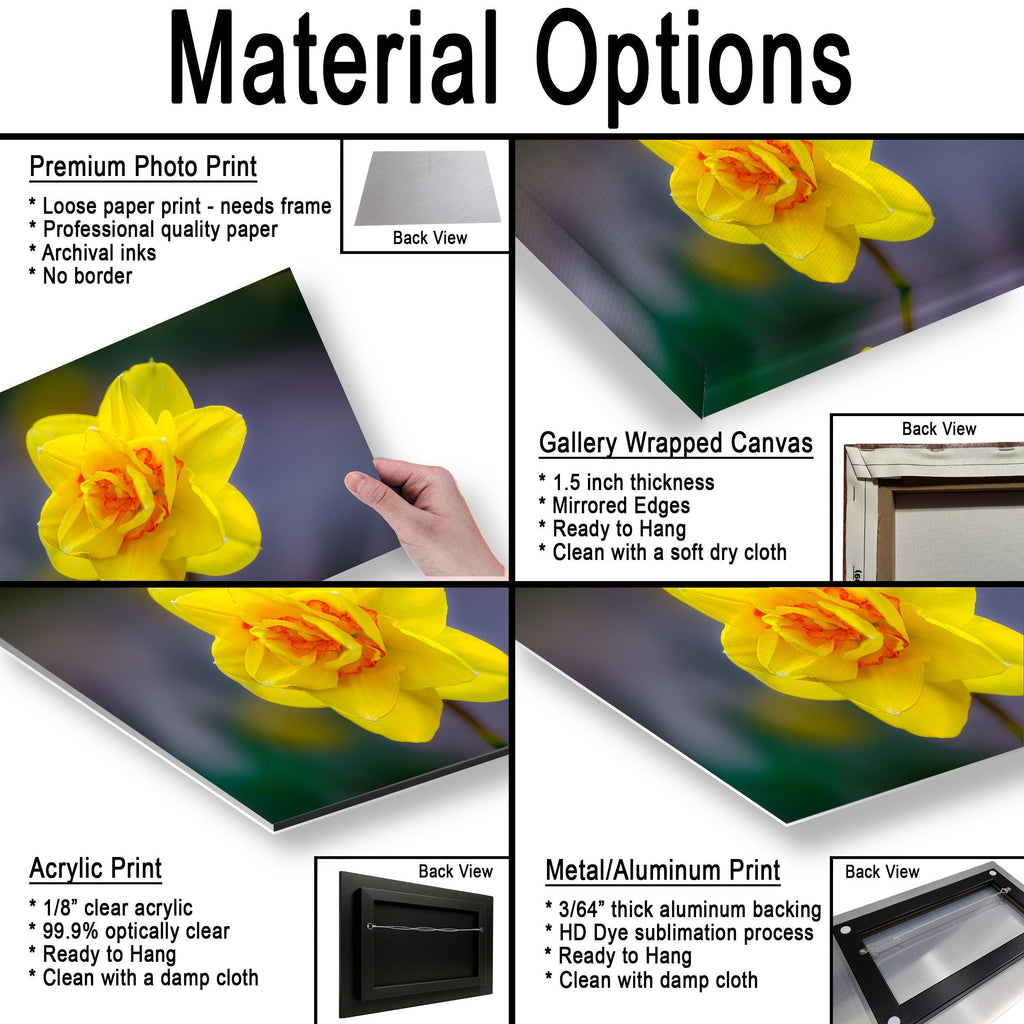 Golden Ruffles: Yellow Daffodil Flower Botanical Photography Wall Art