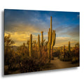 Towering saguaro cacti glowing at golden hour on a desert path in Saguaro National Park.