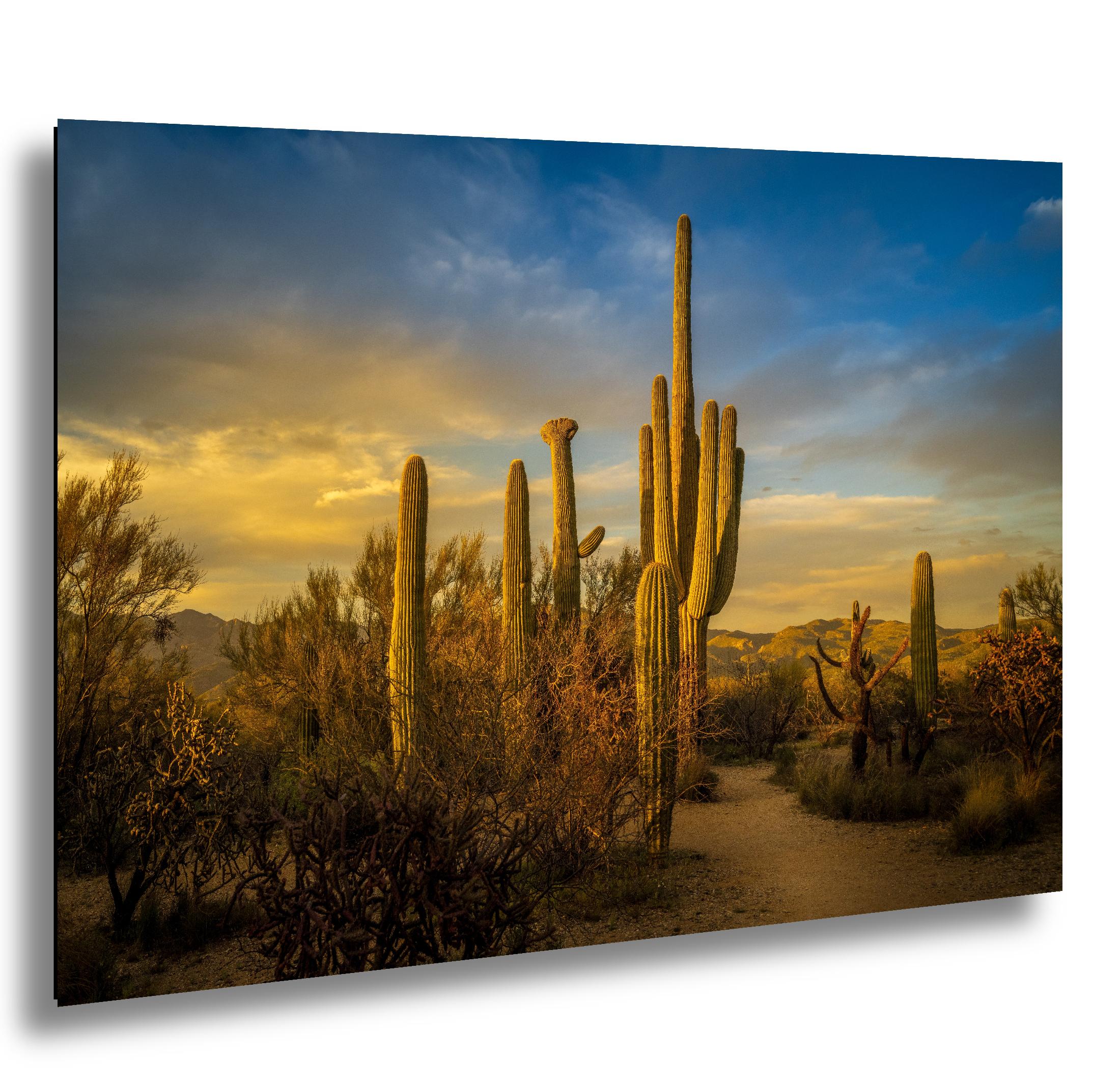Towering saguaro cacti glowing at golden hour on a desert path in Saguaro National Park.