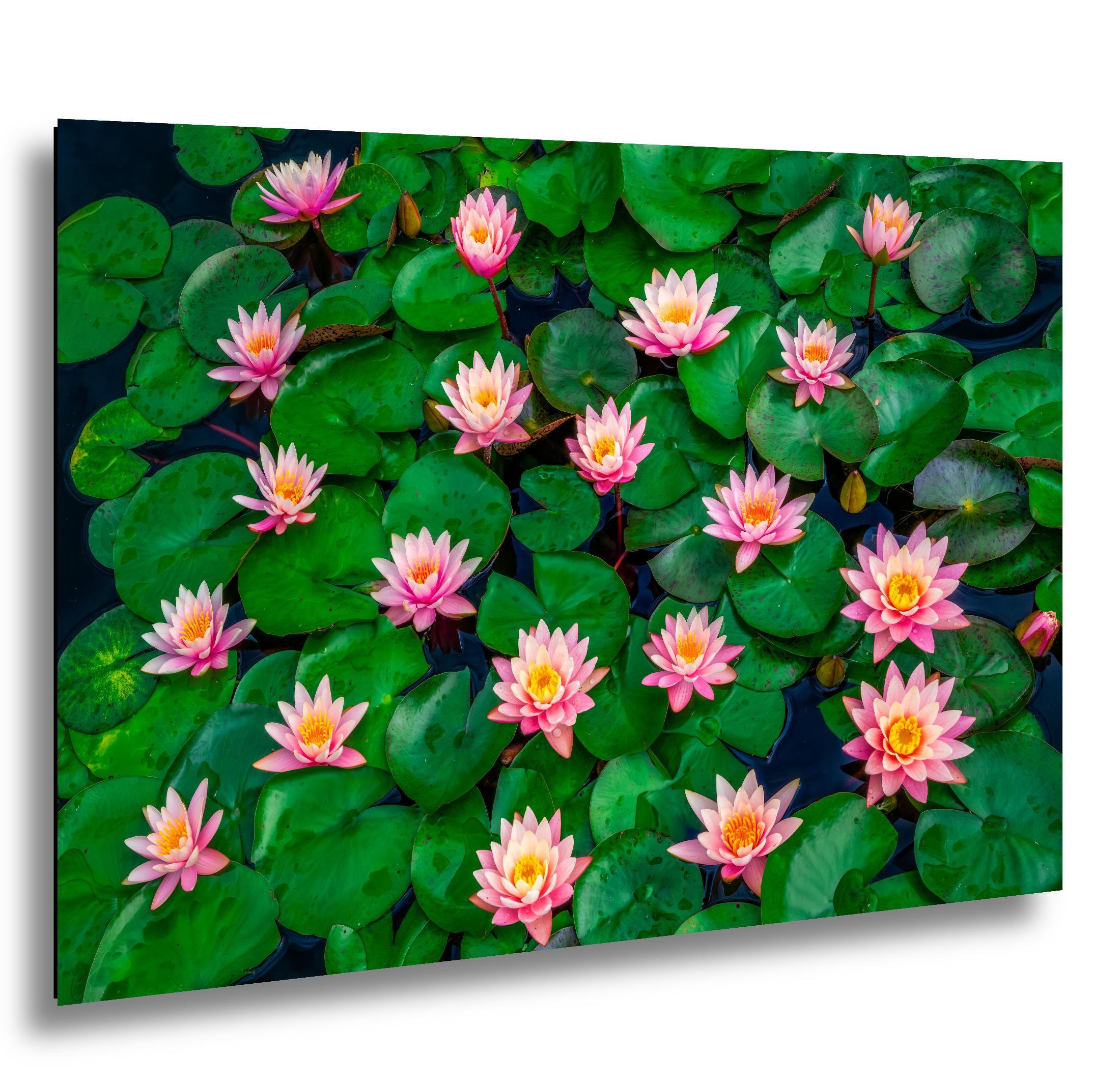 Pink Water Lilies: Botanical Flower Garden Pond Photography Wall Art Print