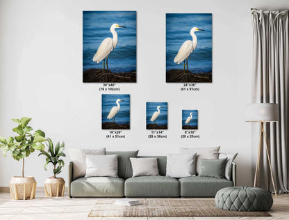 Pure As Driven Snow: Snowy Egret on the Shores of Anna Maria Florida Print Wall Art Seascape Bird Photography Aluminum/Acrylic/Metal/Canvas
