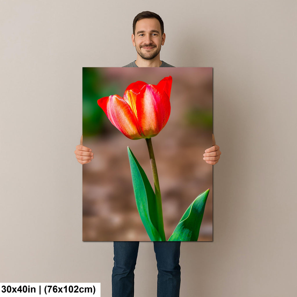 Scarlet Elegance: Red Tulip Flower Botanical Photography Wall Art