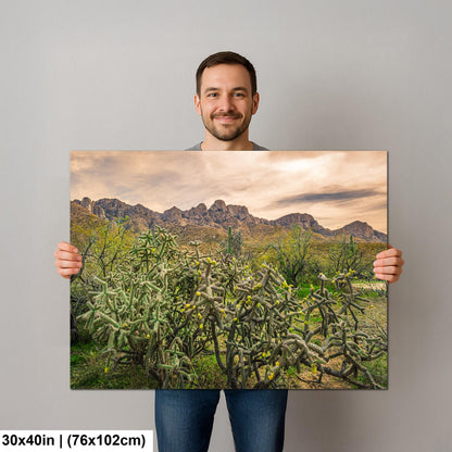 Catalina State Park Blooming Cholla - Tucson Arizona Desert Mountains Photography Print