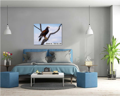 Harris's Hawk Perched: Arizona Desert Wildlife Photography Print