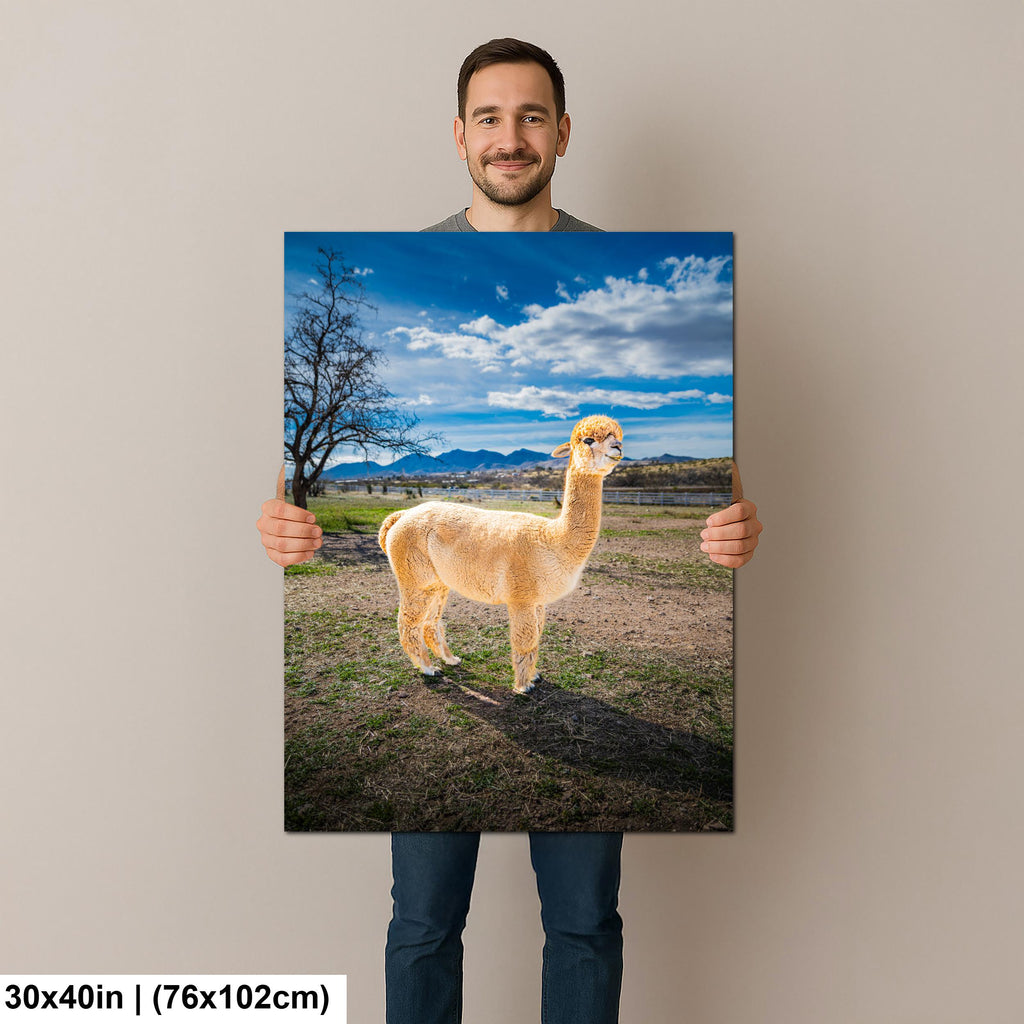 Alpaca Portrait in Mountain Pasture - Benson Arizona Photography Print