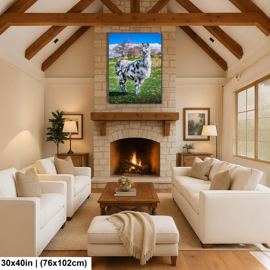 Spotted Llama in Pasture, Tucson Arizona, Photography Print Wall Art