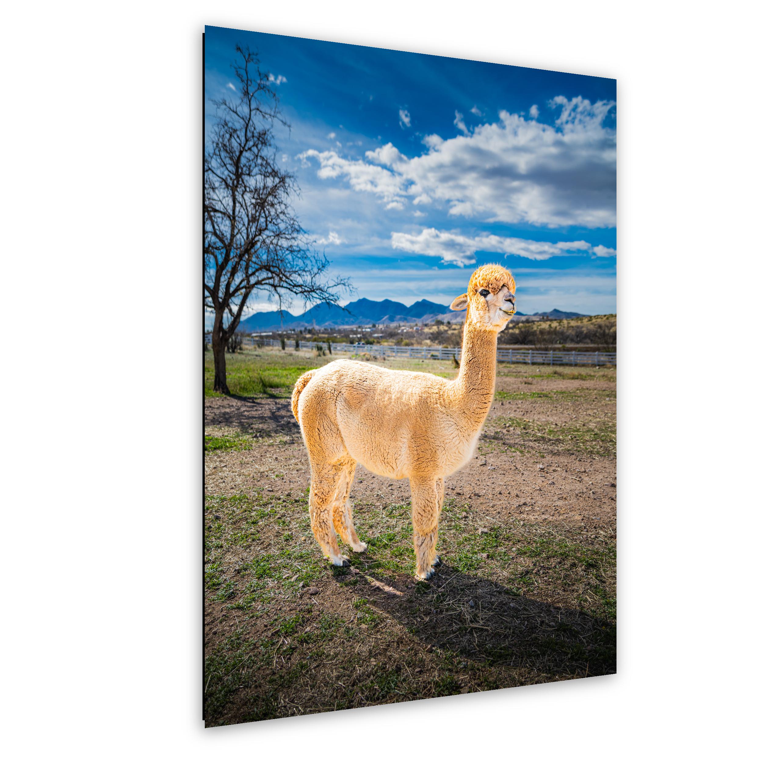 Alpaca Portrait in Mountain Pasture - Benson Arizona Photography Print