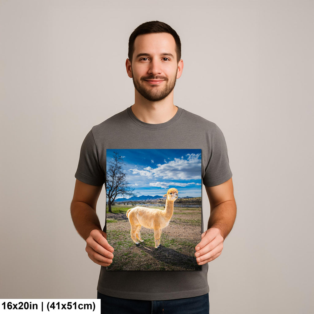 Alpaca Portrait in Mountain Pasture - Benson Arizona Photography Print