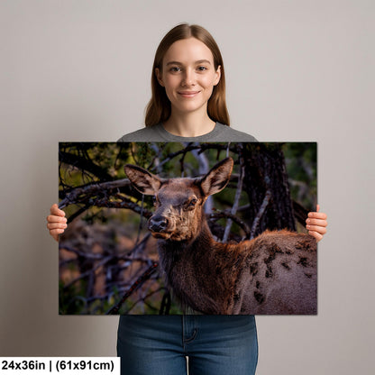 Young Elk Portrait, Arizona Wildlife Wall Art, Forest Animal Nature Decor Photography Print