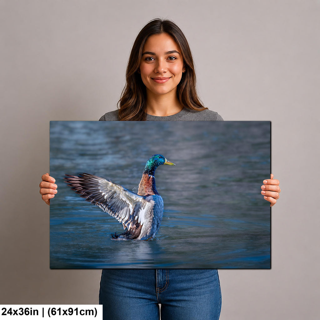 Winged Display: Mallard Duck Tucson Arizona Photography Wall Art