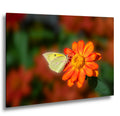 Gentle Landing: Butterfly on Flower Mt. Lemmon Arizona Photography Wall Art