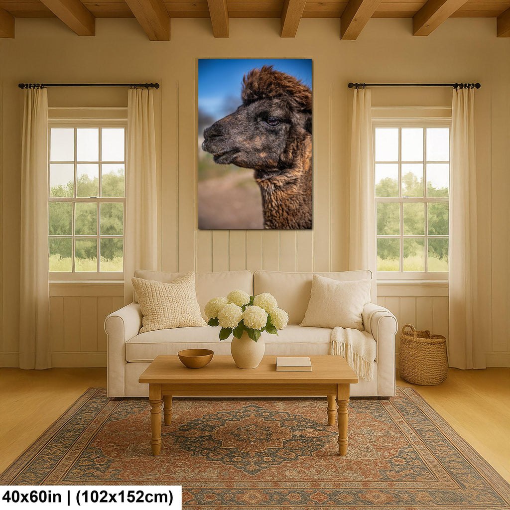 Brown Alpaca Portrait, Tucson Arizona, Photography Print Wall Art