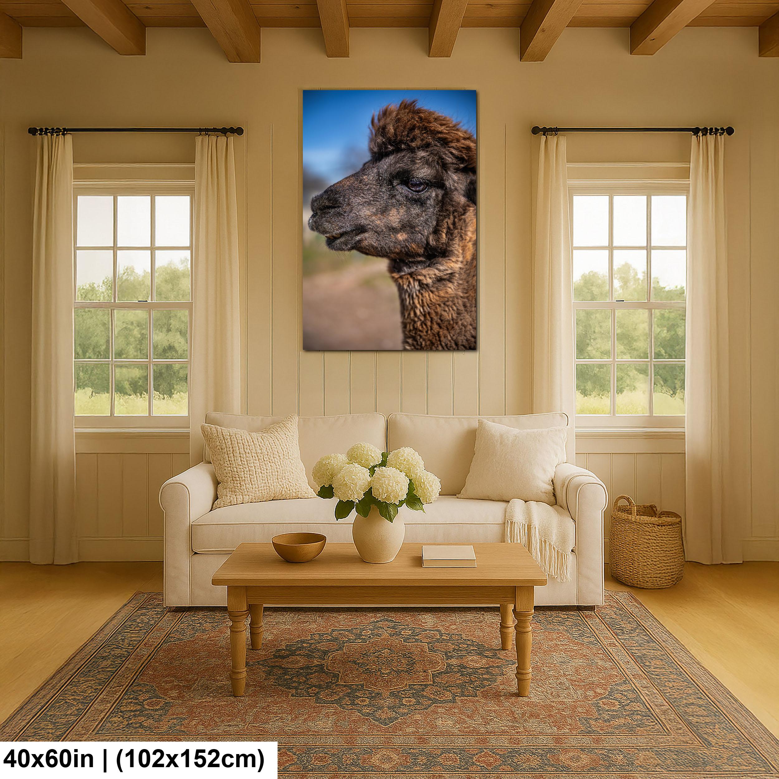 Brown Alpaca Portrait, Tucson Arizona, Photography Print Wall Art