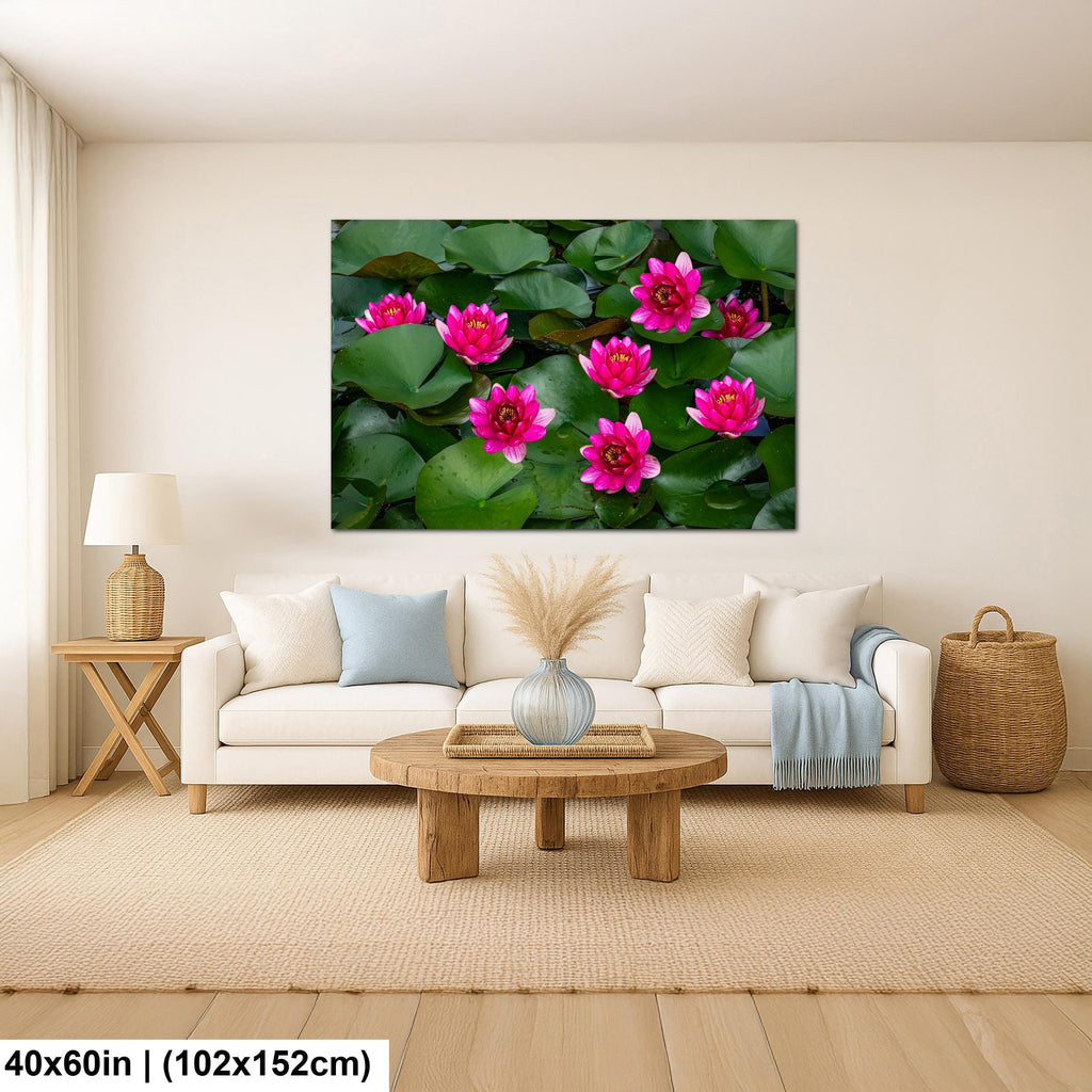 Magenta Blooms: Nymphaea Water Lilies Botanical Photography Wall Art