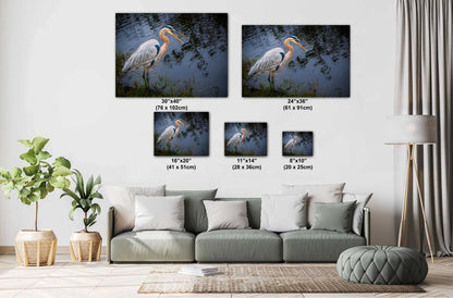Laughing Blue Heron: Everglades National Park Florida Bird Print Wall Art Photography Animal Wildlife Aluminum/Acrylic/Metal/Canvas