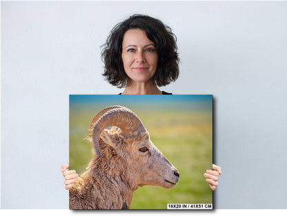 Bighorn Sheep Side Face Badlands National Park South Dakota Wildlife Photo Print, Nature Wall Art Decor, Animal Photography Home Decor