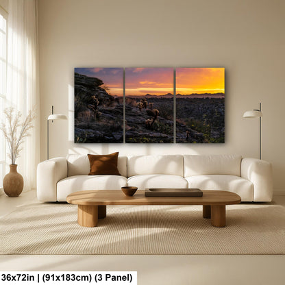 Sonoran Desert Sunset with Cholla and Saguaros - Casa Grande Arizona Photography Print