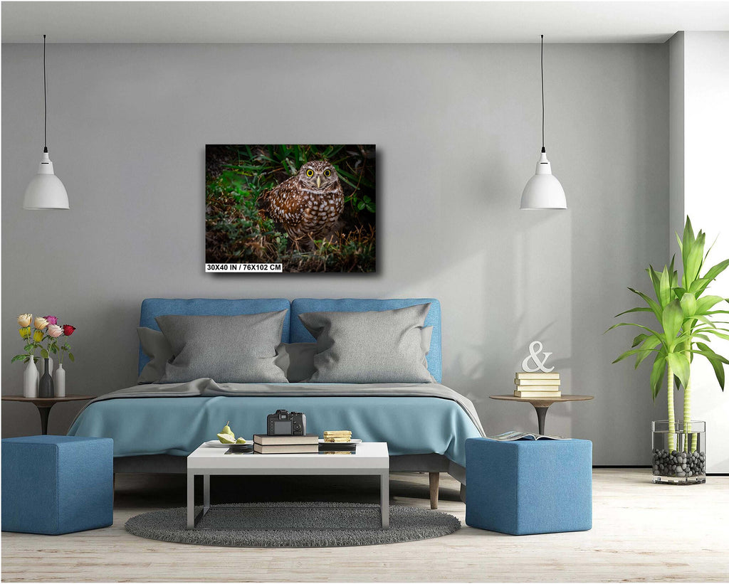 Burrowing Owl’s Grace on the Ground – Cape Coral’s Most Adorable Resident The Americas Print Wall Art Photography Aluminum/Metal/Canvas