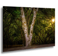 Oregon Forest Sunburst Tree Print, Pacific Northwest Nature Wall Art