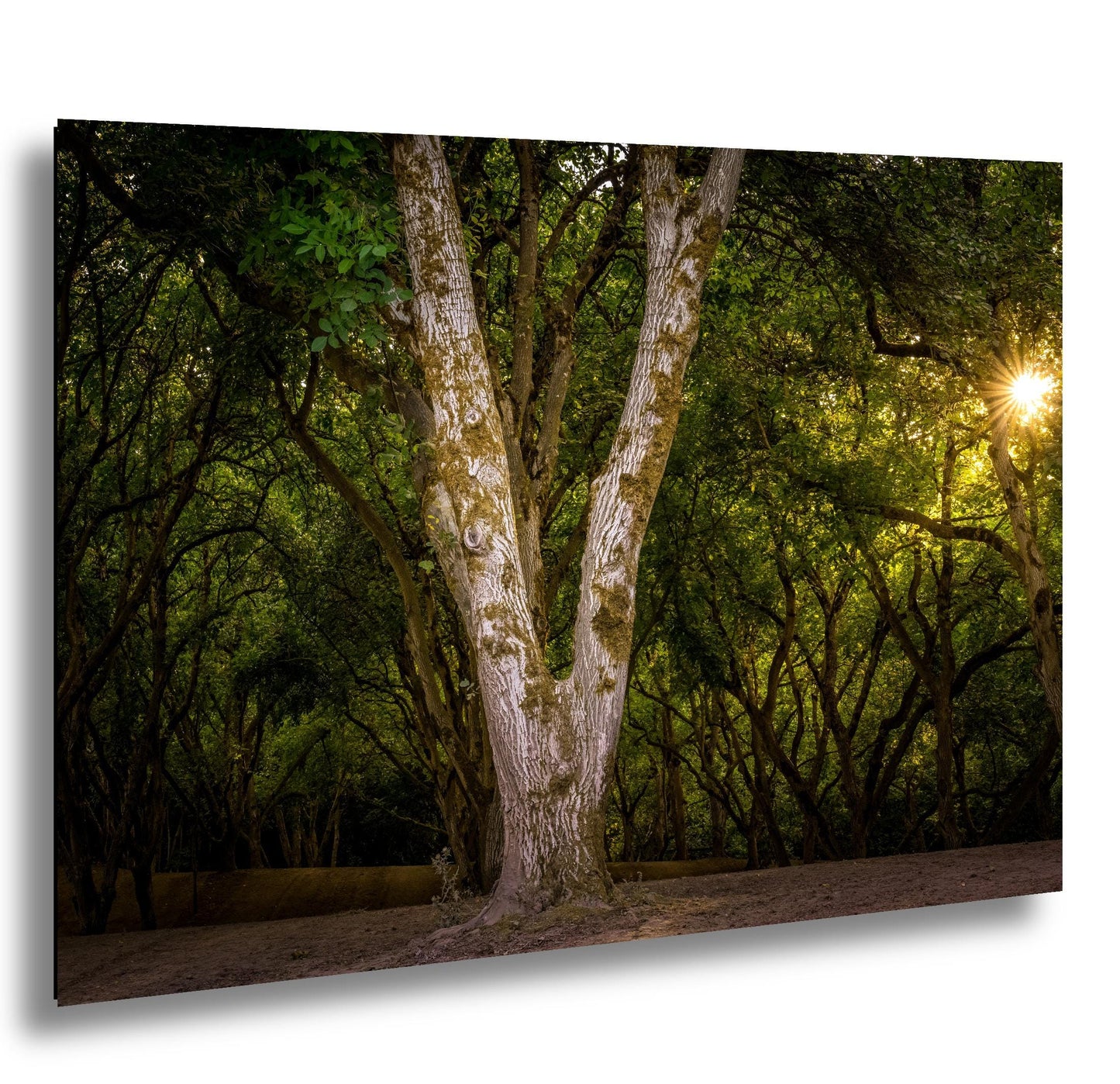 Oregon Forest Sunburst V-Trunk Tree Wall Art Photography Print, Woodland Light Rays Nature Canvas Wall Art, Pacific Northwest Metal Fine Art