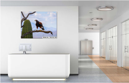 Harris's Hawk Desert Photography Print: Arizona Wildlife Art
